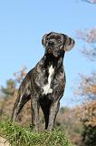 CANE CORSO 980
